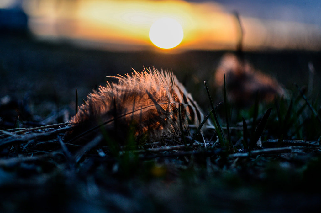 Feathered Sunset by Kevin Taillieu on 500px.com