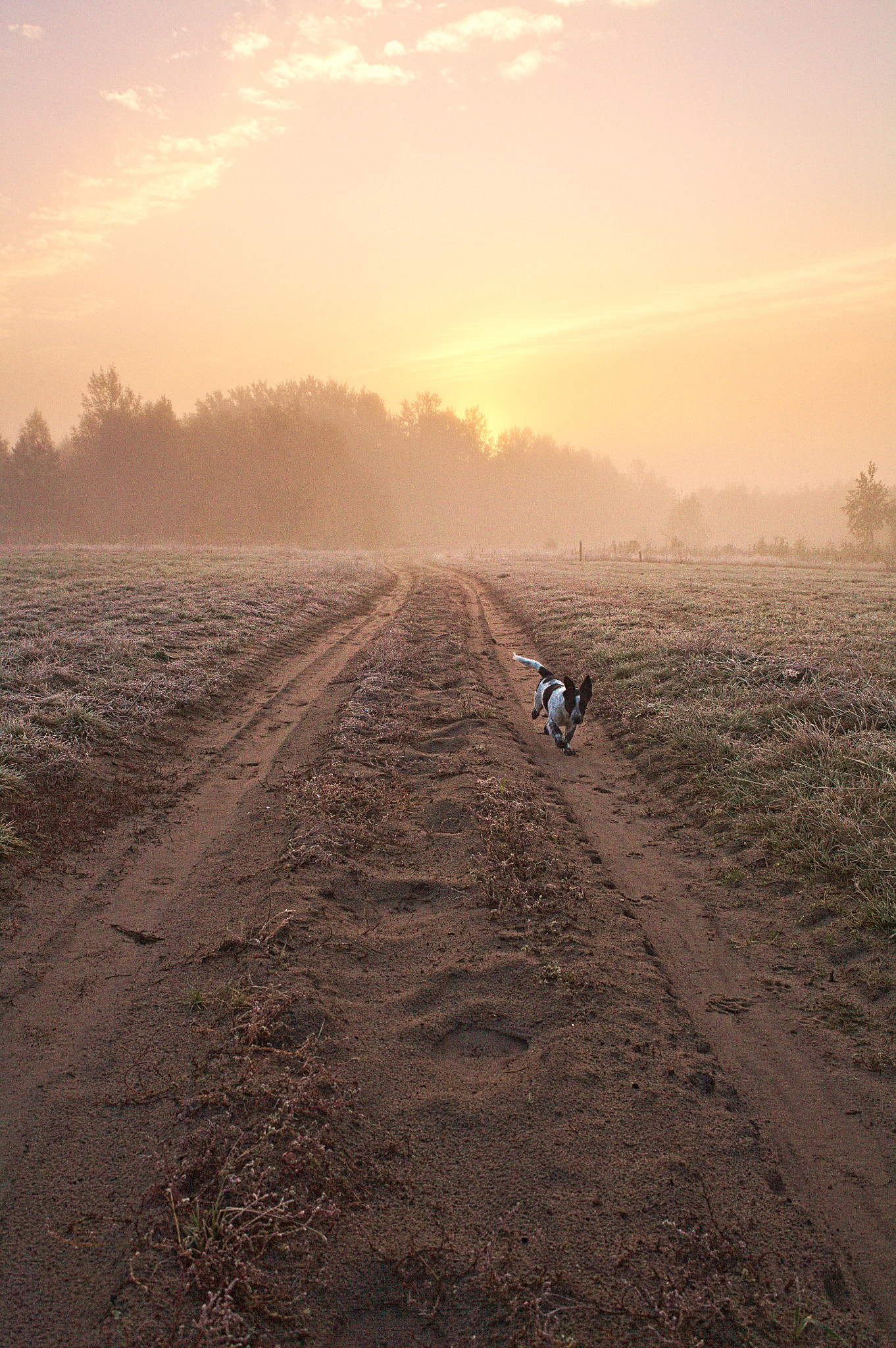 Canon EOS 5D + Canon EF 28-80mm f/3.5-5.6 sample photo. Happy dog sunrise photography