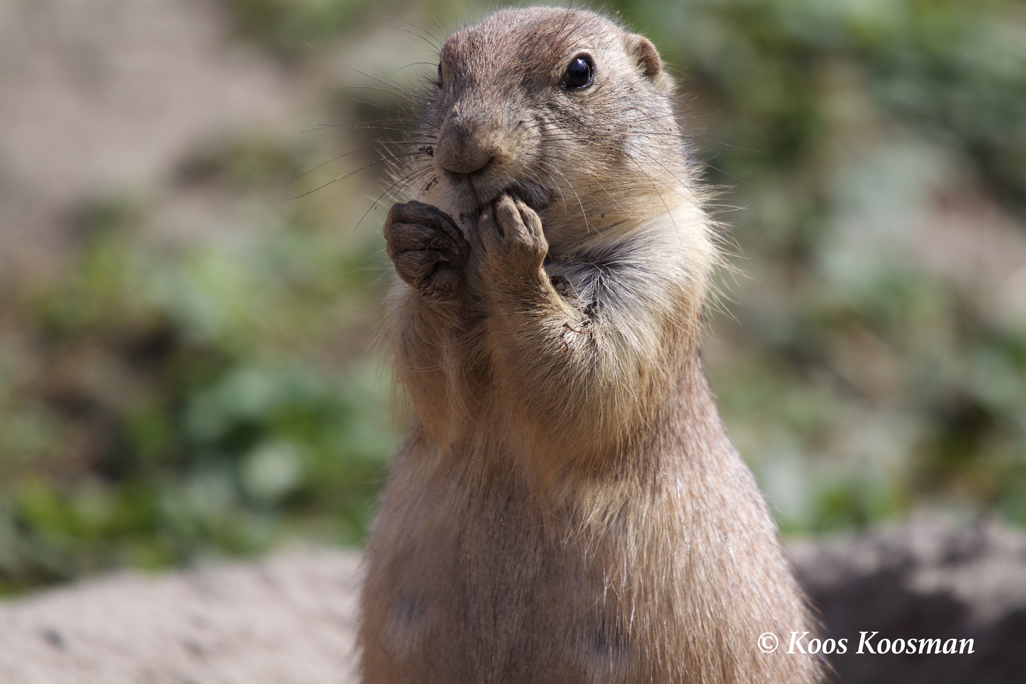 Canon EF 100-400mm F4.5-5.6L IS USM sample photo. Prairie dog photography