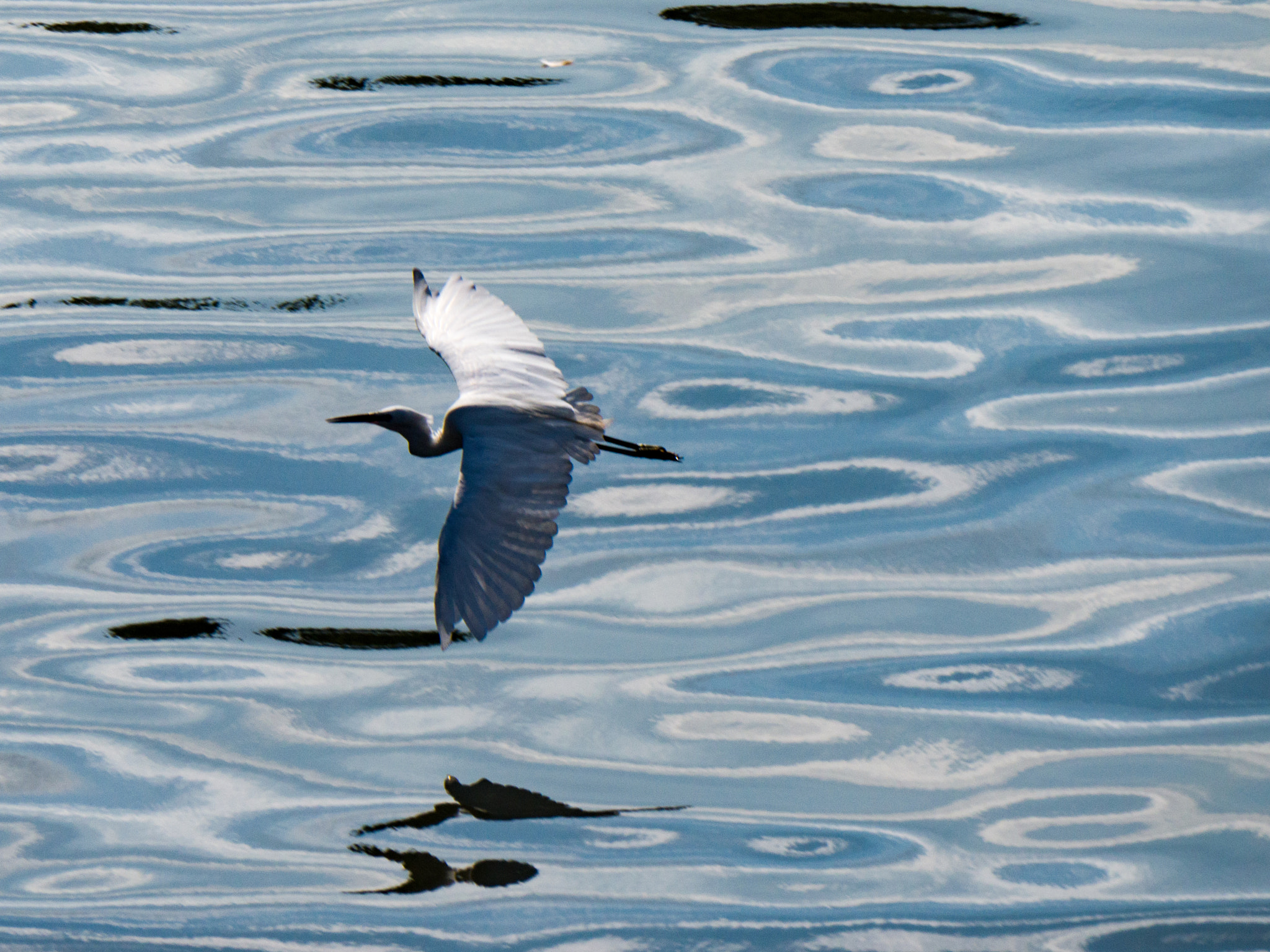 Panasonic Lumix DMC-GX8 sample photo. Flight on river photography