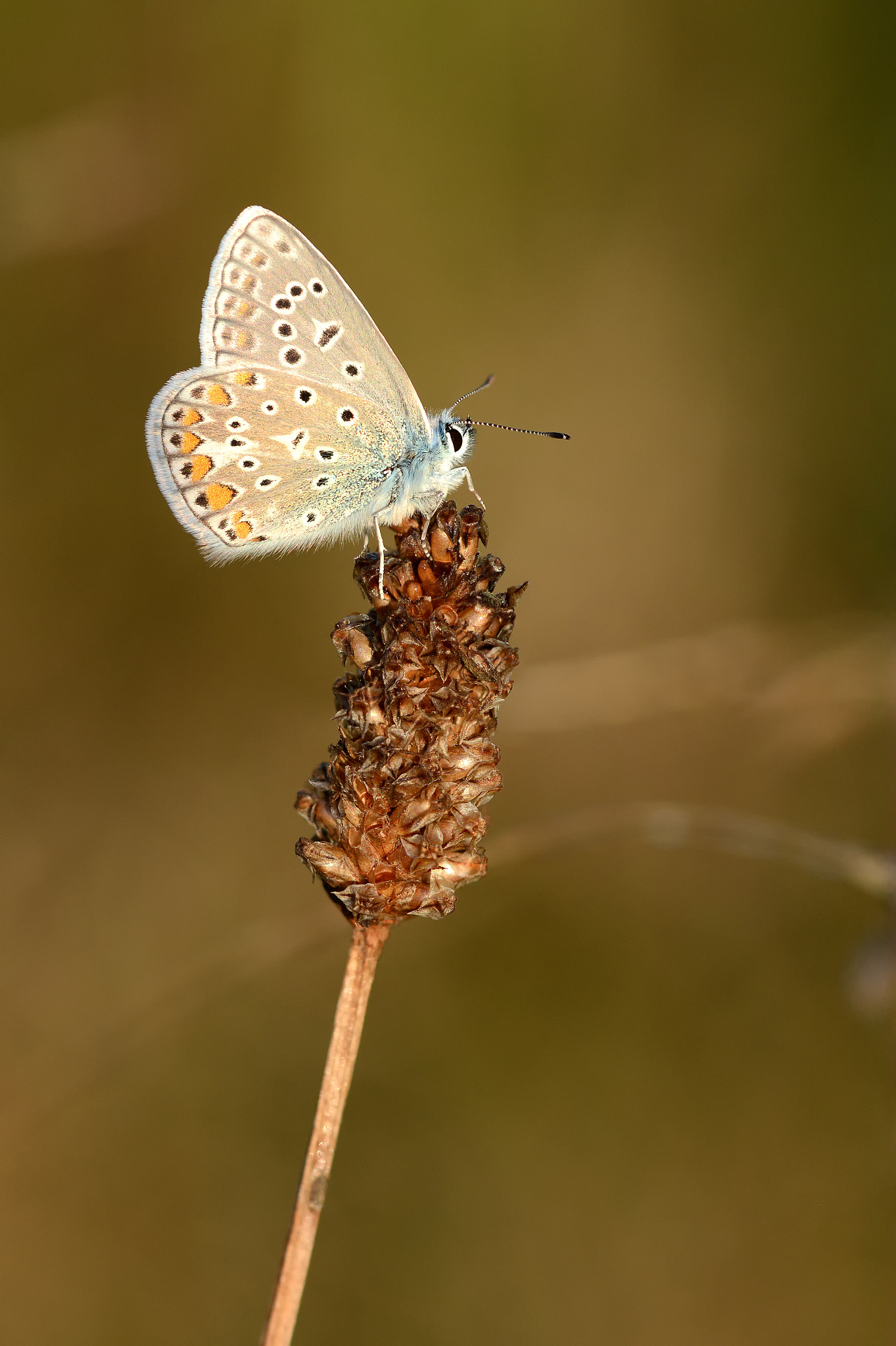 Nikon D7100 sample photo. Common blue photography