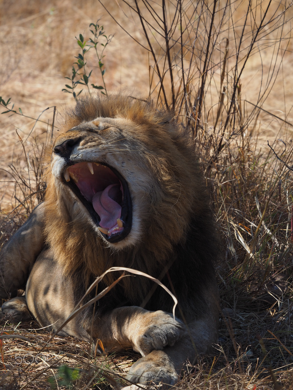 Olympus OM-D E-M10 sample photo. Löwe / lion photography