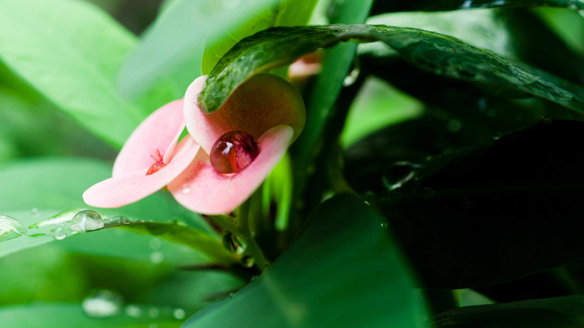 Sony Alpha DSLR-A700 + Sony DT 30mm F2.8 Macro SAM sample photo. After rain photography