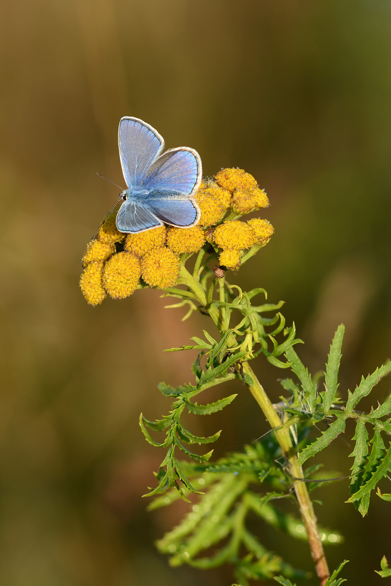 Nikon D7100 sample photo. Blue on yellow photography