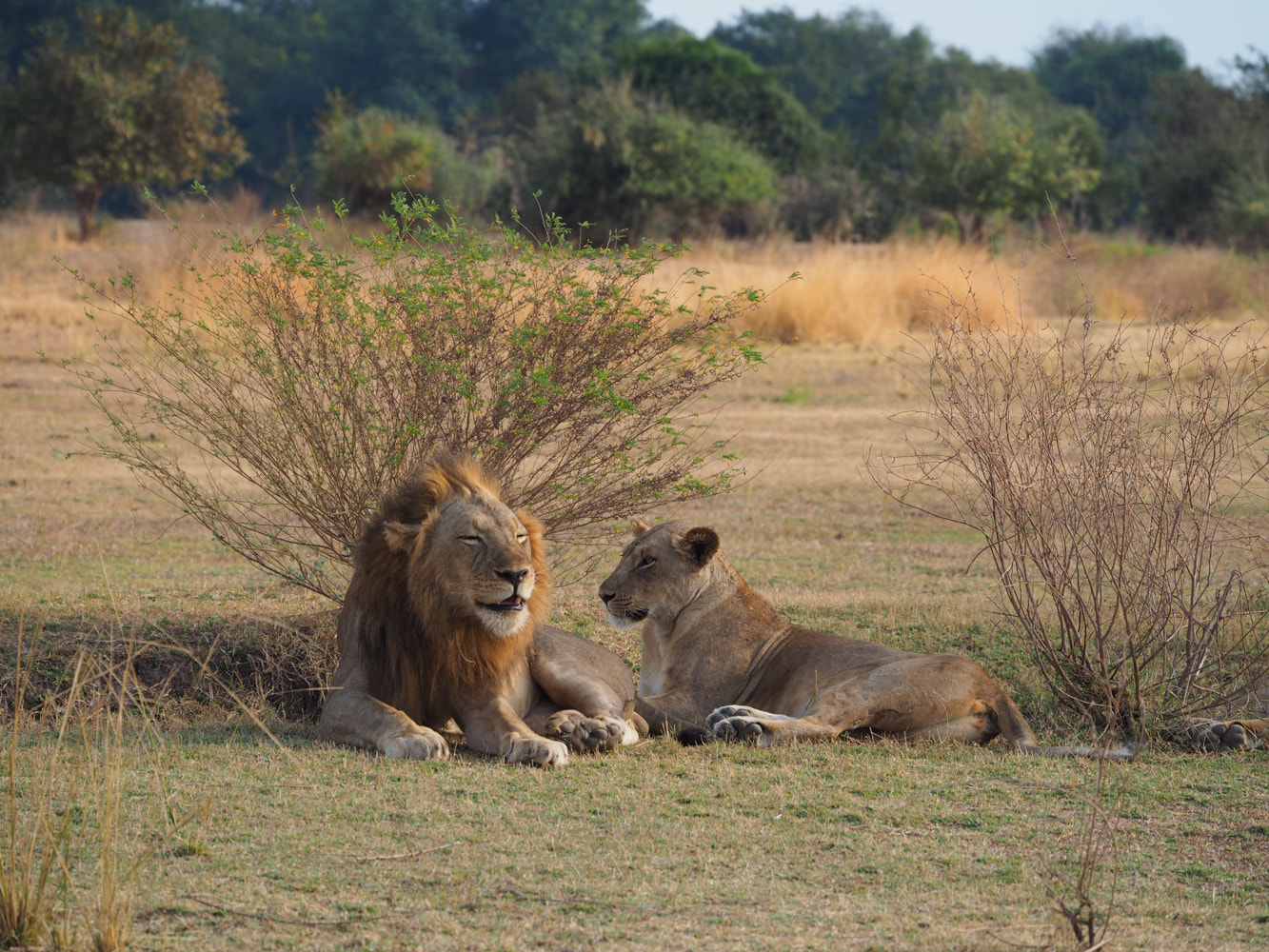 Olympus OM-D E-M10 sample photo. Lächelnder löwe / smiling lion photography