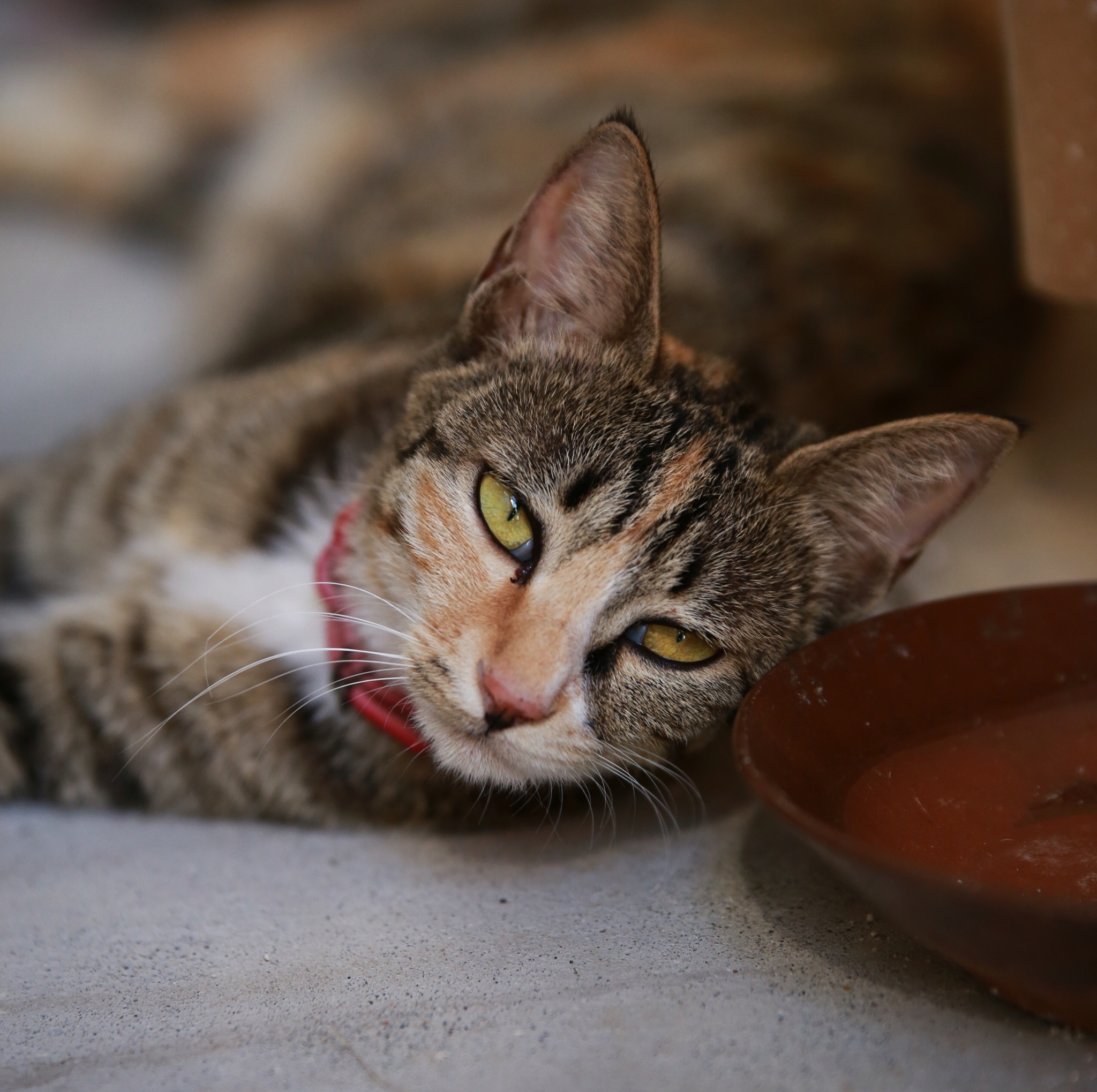 Canon 70-200mm sample photo. Cat photography