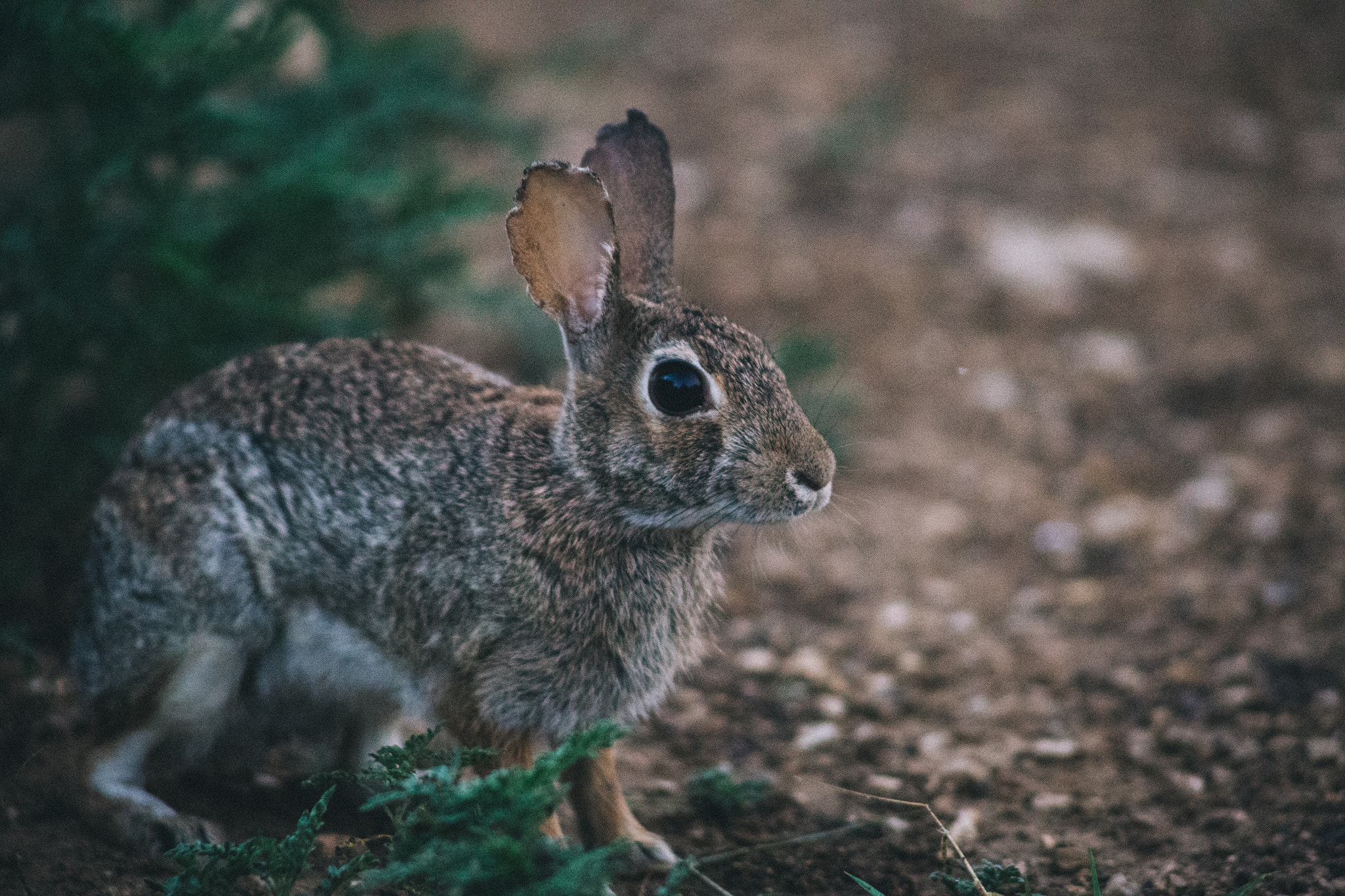 Canon EF 75-300mm F4.0-5.6 IS USM sample photo. Cottontail photography