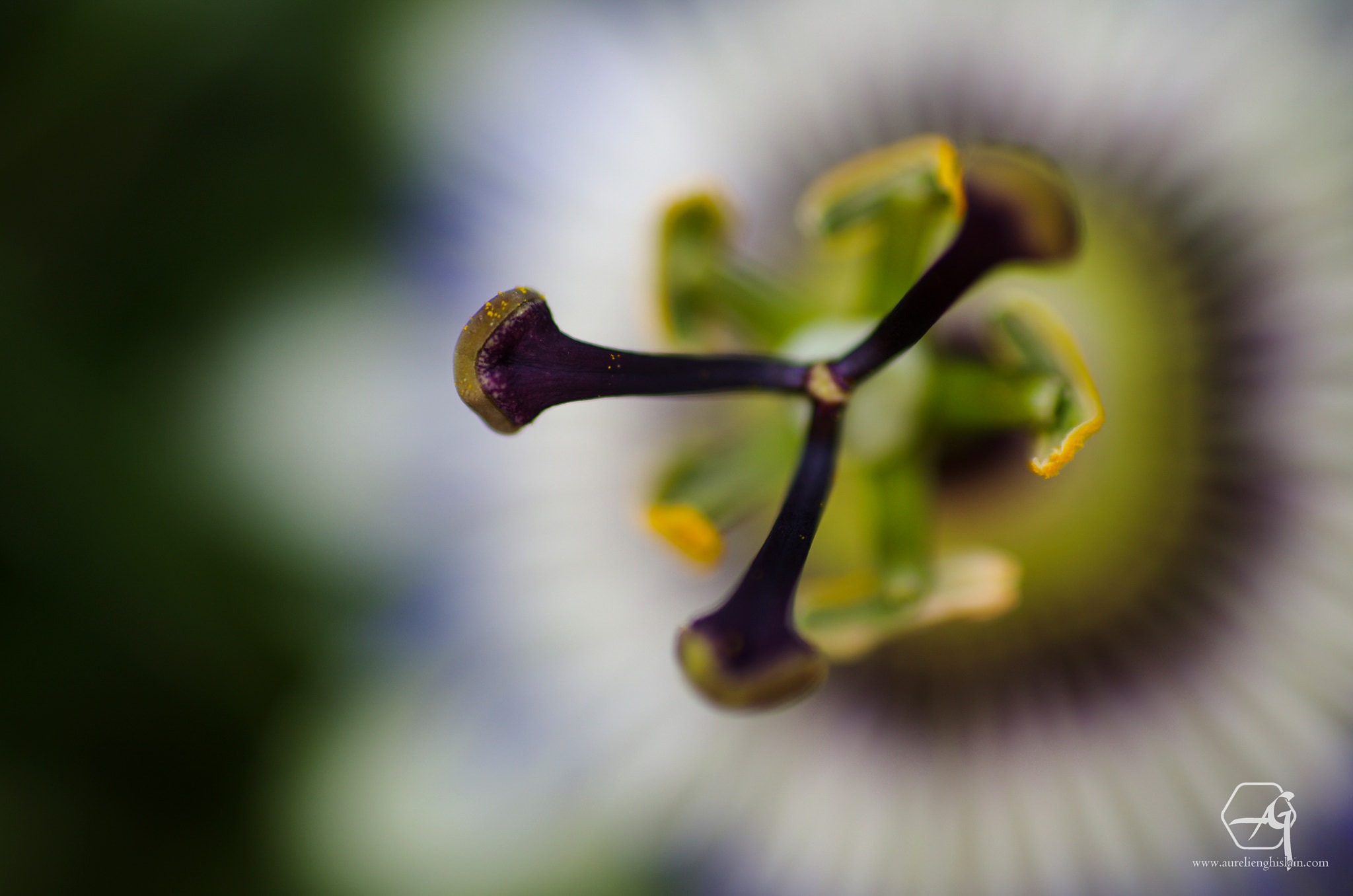 Pentax K-5 + Pentax smc FA 50mm F1.4 sample photo. Passiflore photography