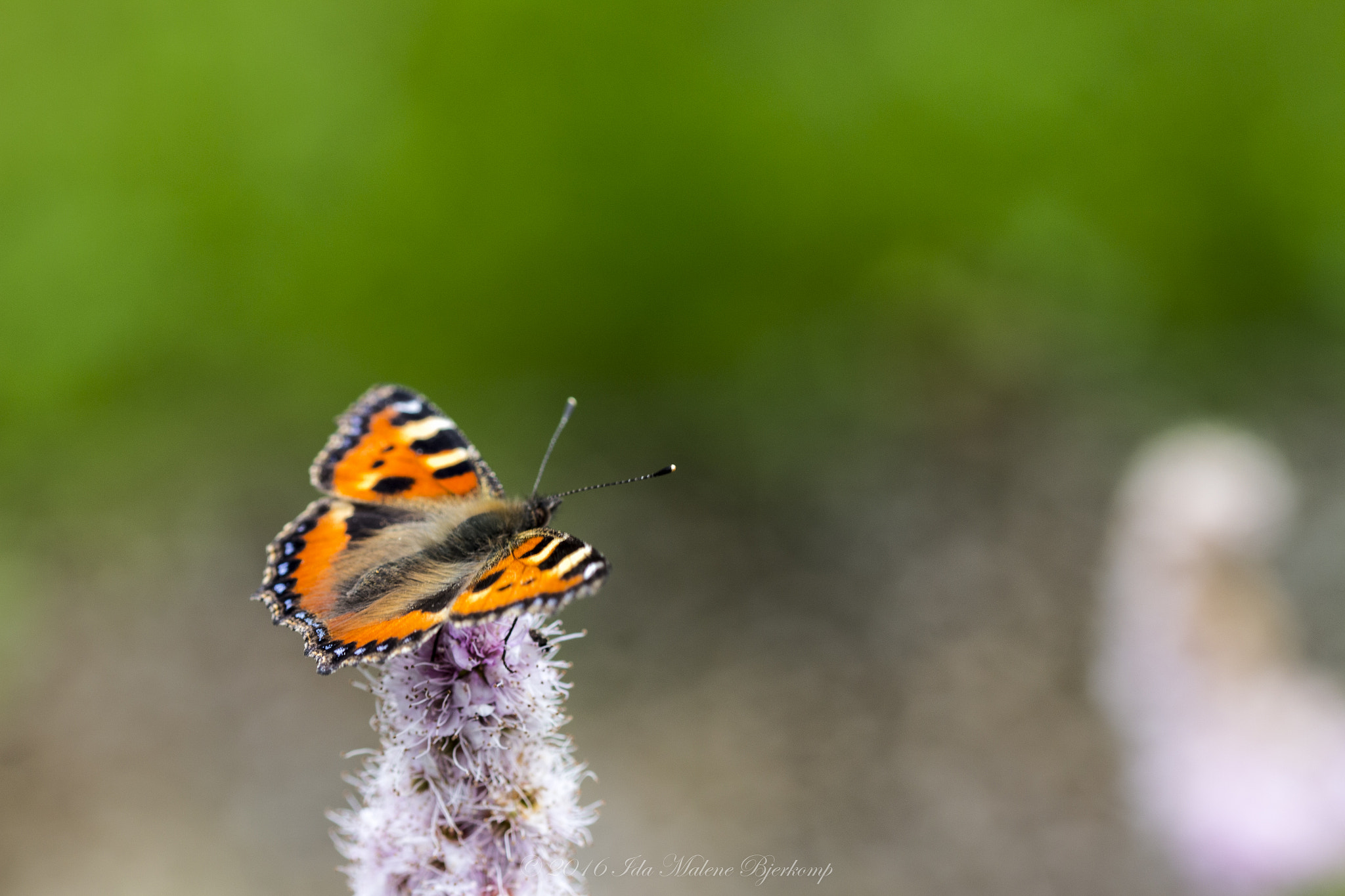 Sigma 105mm F2.8 EX DG OS HSM sample photo. Butterfly  photography