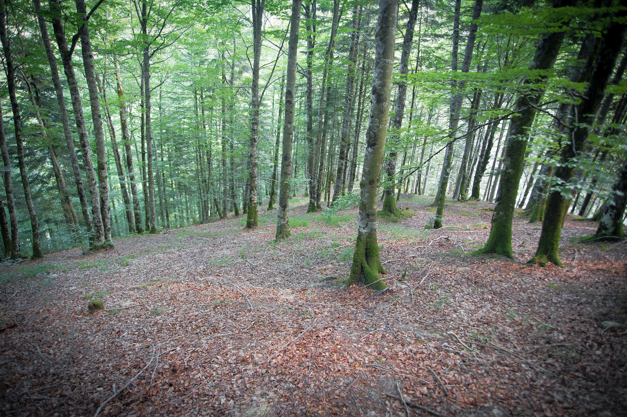 Sigma 20mm EX f/1.8 sample photo