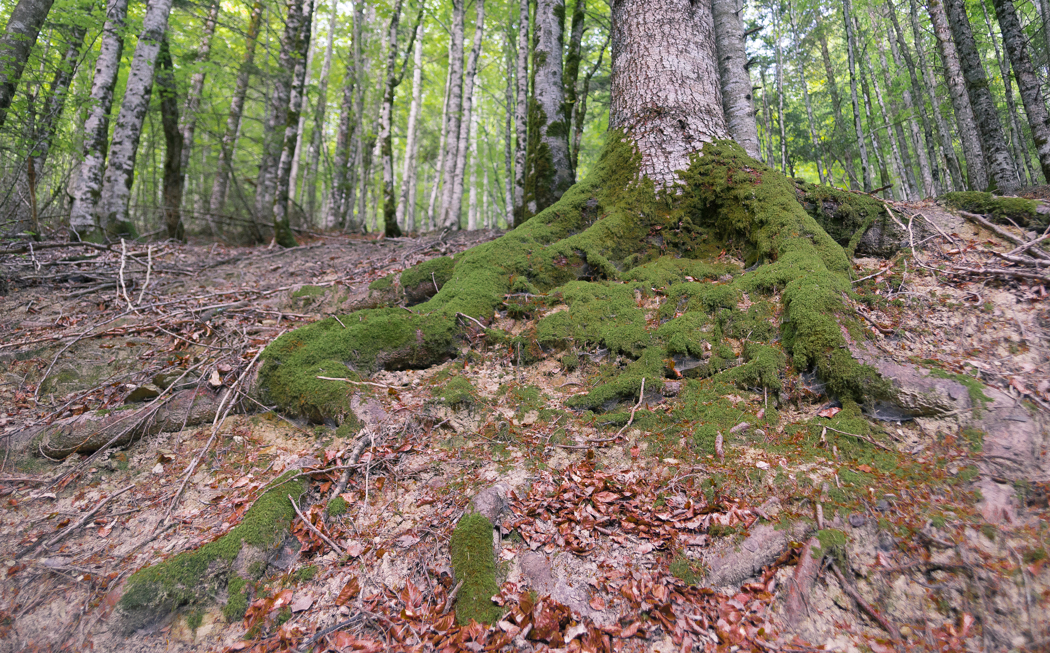 Sigma 20mm EX f/1.8 sample photo