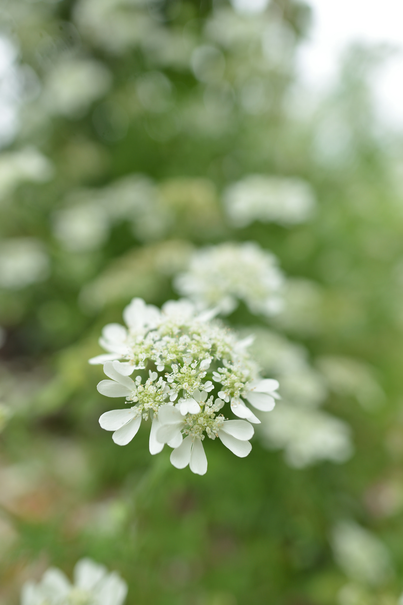 Nikon D800 sample photo. Flower photography