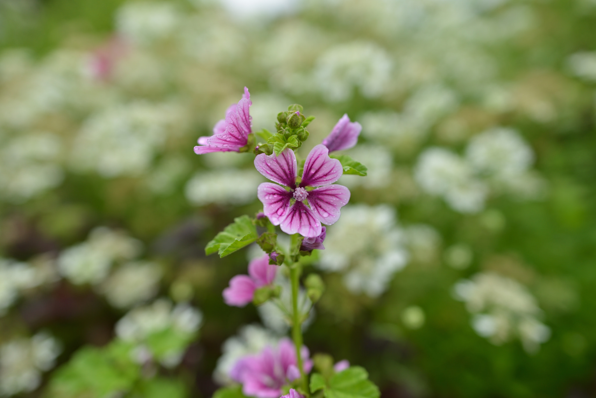 Nikon D800 + Nikon AF-S Nikkor 24mm F1.8G ED sample photo. Flower photography