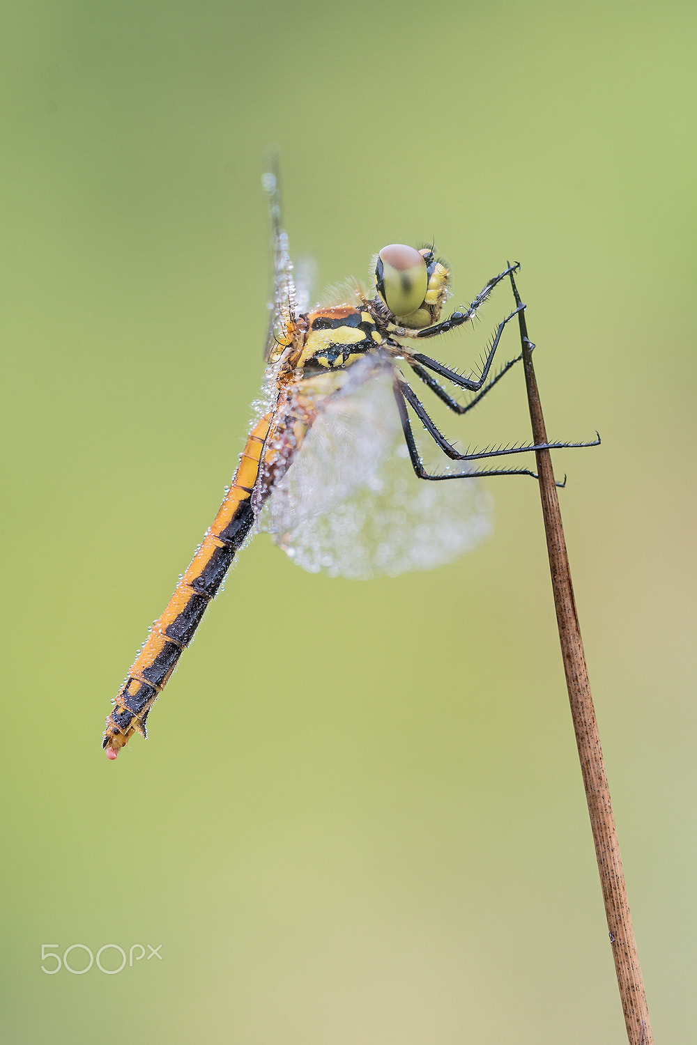 Nikon D500 + Sigma 150mm F2.8 EX DG Macro HSM sample photo. Sympetrum photography