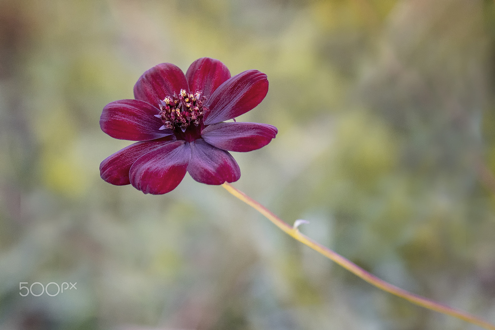 Nikon D500 + Sigma 50-100mm F1.8 DC HSM Art sample photo. Cosmos chocolate flower photography