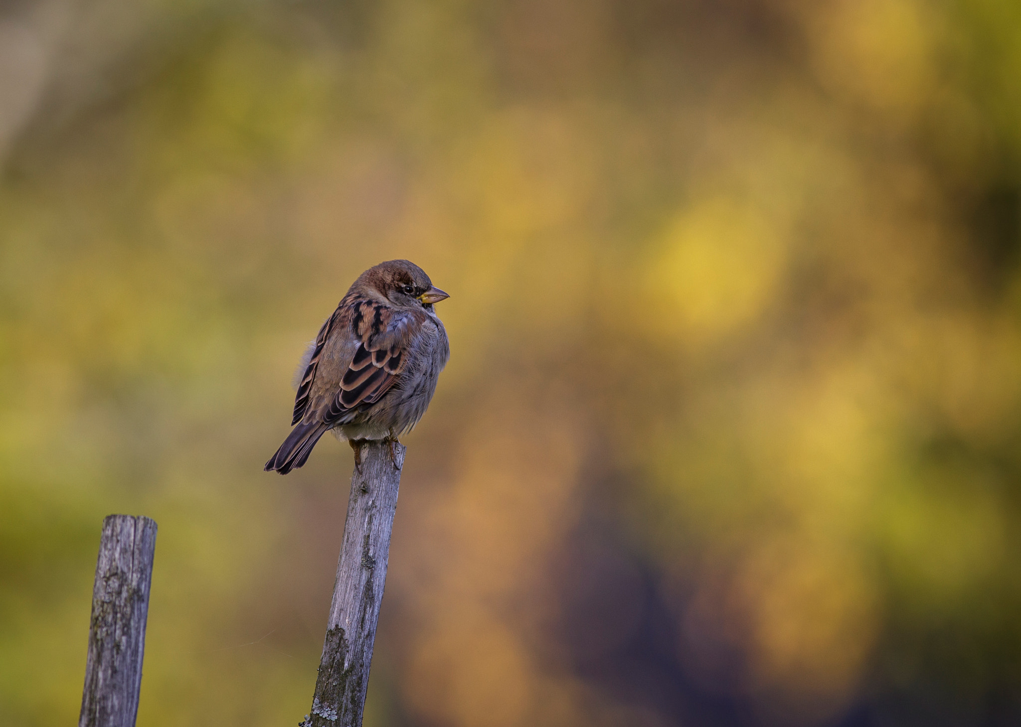 Canon EOS 6D + Canon EF 400mm F5.6L USM sample photo. Autumn colors photography
