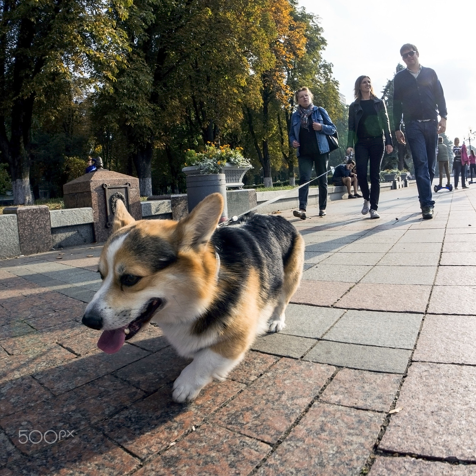 Sony Alpha NEX-5N + Sony E 16mm F2.8 sample photo. Corgi. photography