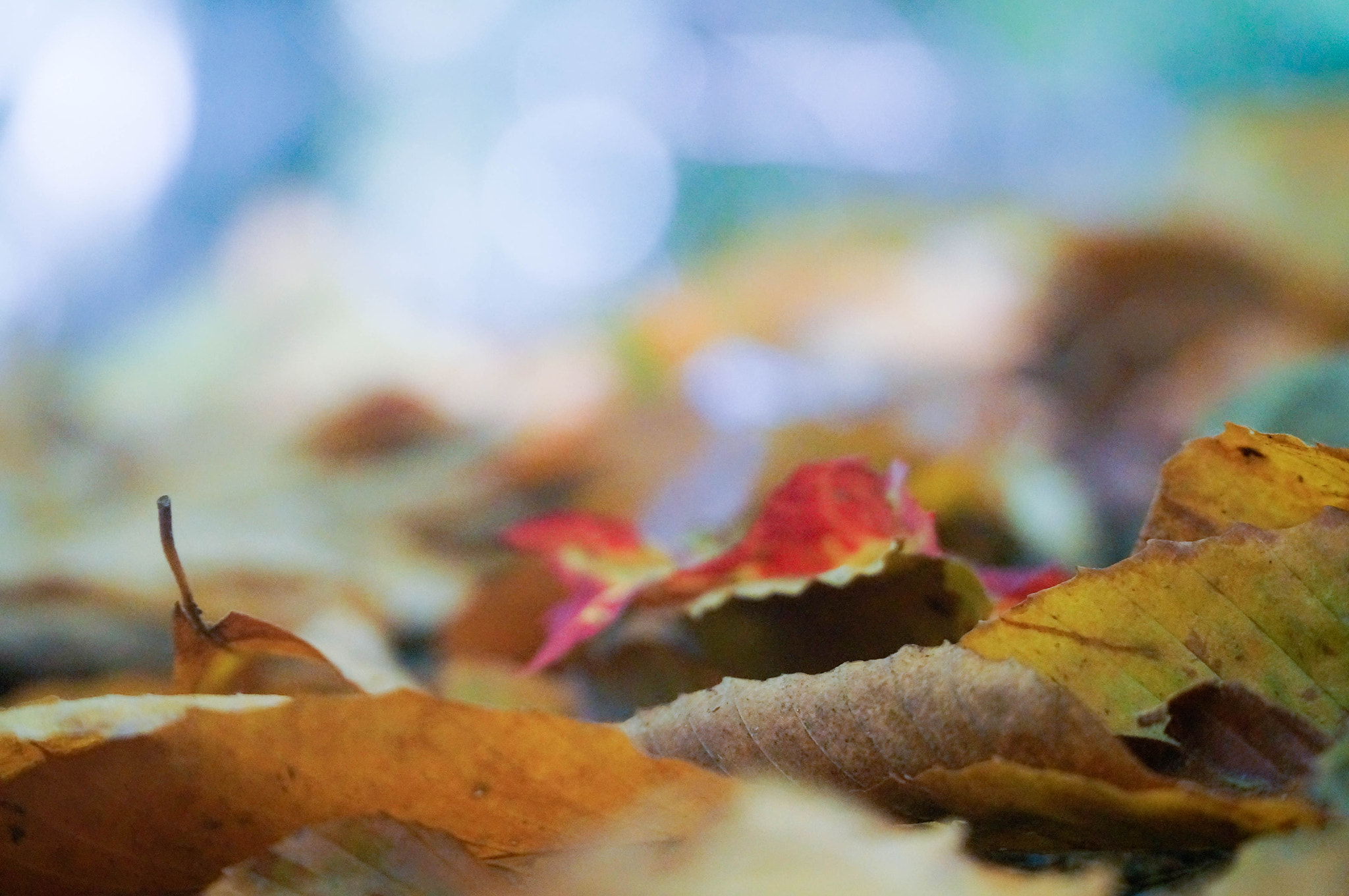 Sony Alpha NEX-6 + Sony E PZ 18-105mm F4 G OSS sample photo. Autumn in ontario photography