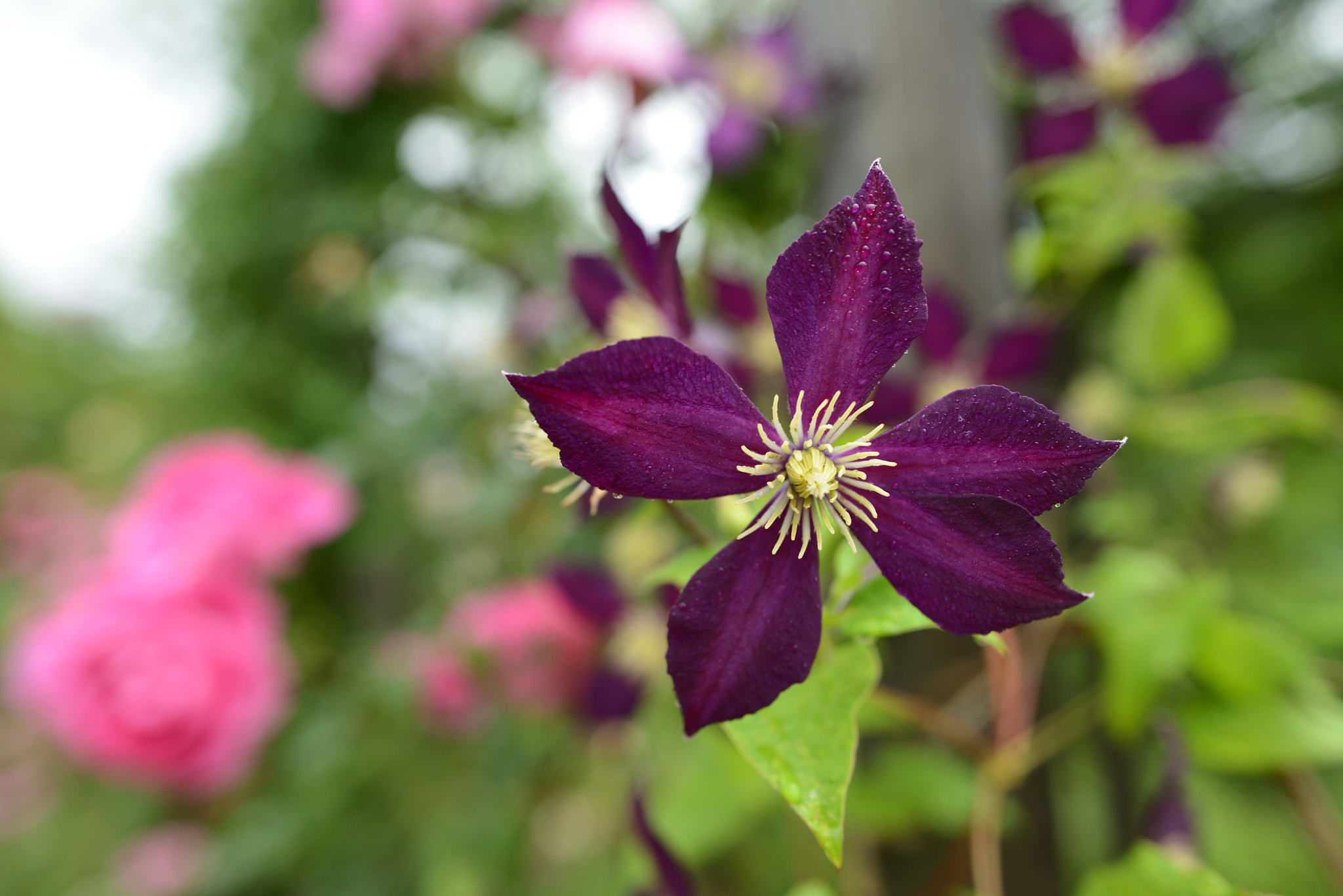 Nikon D800 + Nikon AF-S Nikkor 24mm F1.8G ED sample photo. Clematis photography