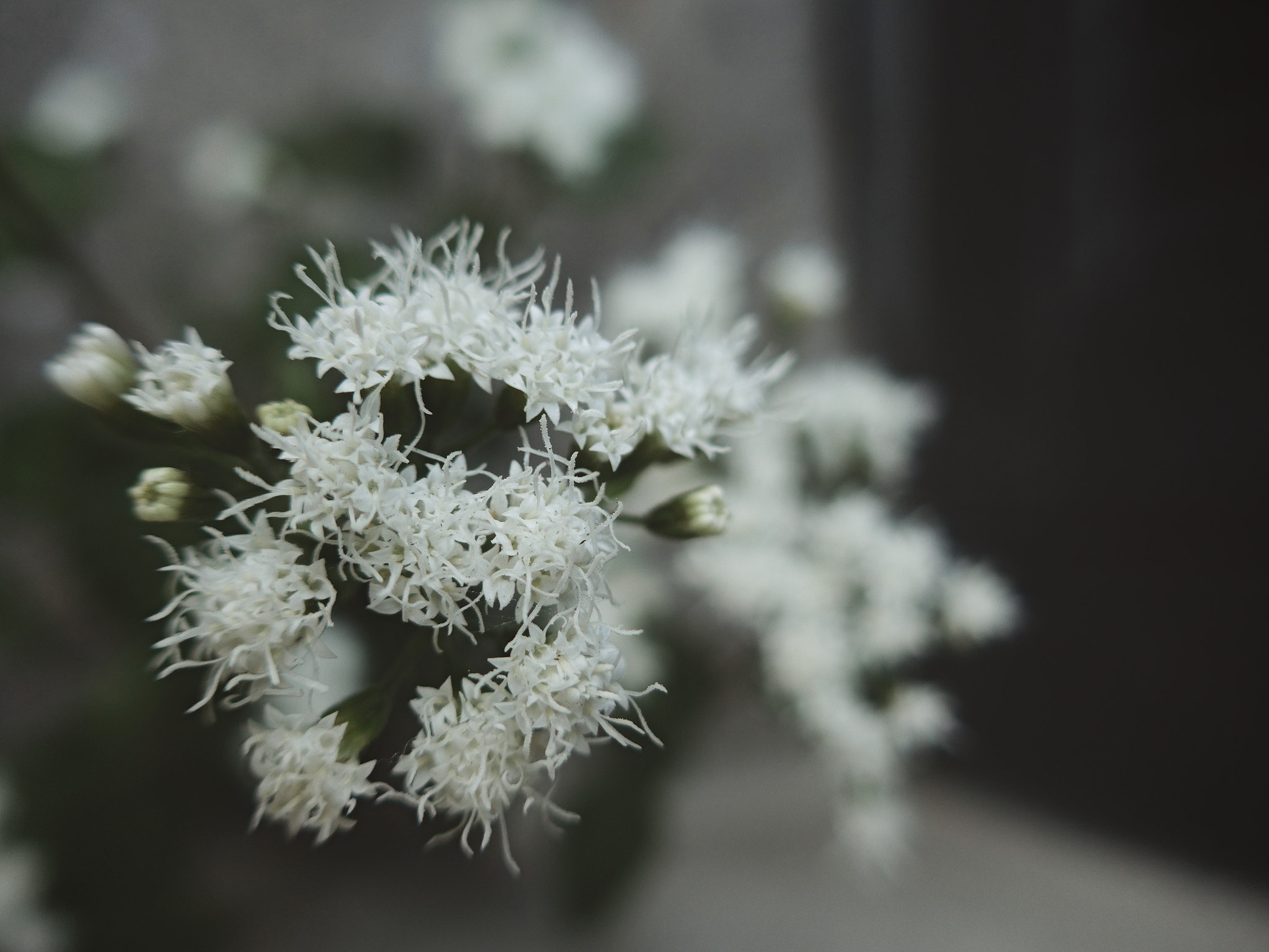 Leica C (Typ 112) sample photo. Wear white photography