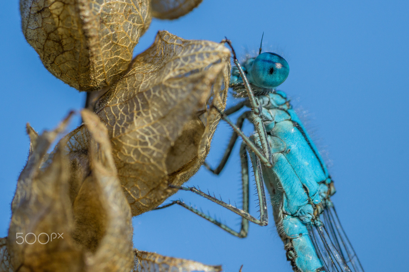 Sony a6000 + Sony FE 90mm F2.8 Macro G OSS sample photo. Common blue damselfly photography