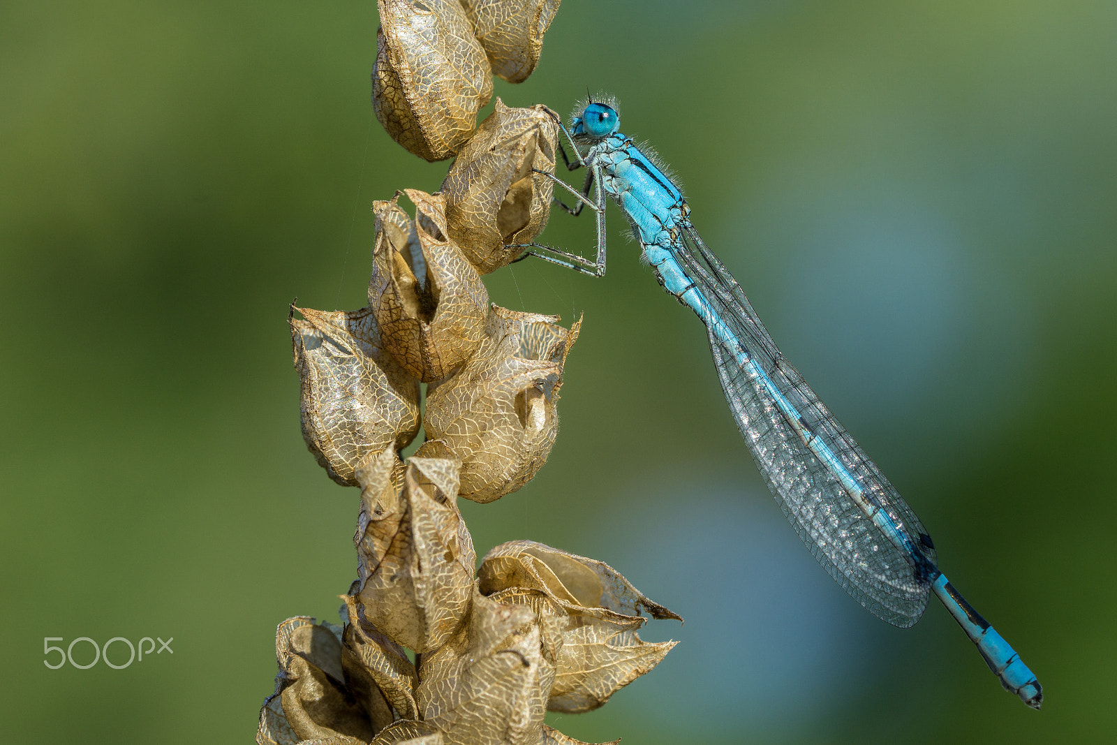 Sony a6000 + Sony FE 90mm F2.8 Macro G OSS sample photo. Common blue damselfly photography