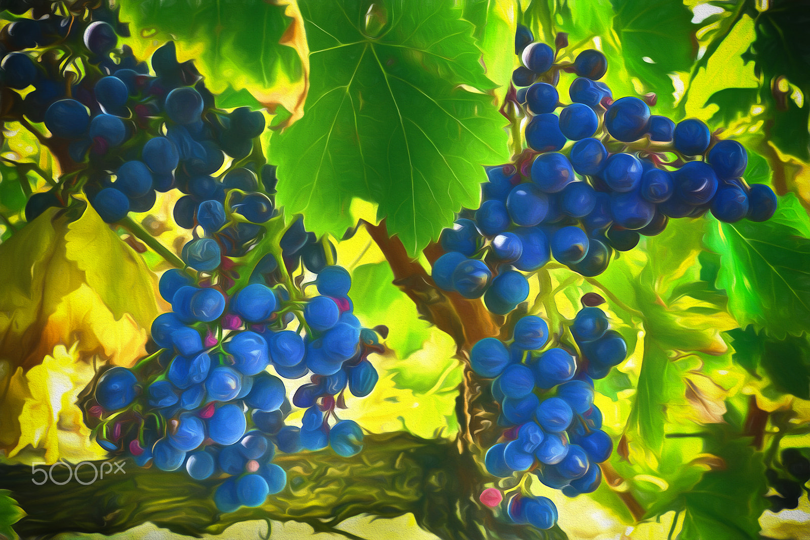 Panasonic Lumix DMC-G5 sample photo. Grapes! photography