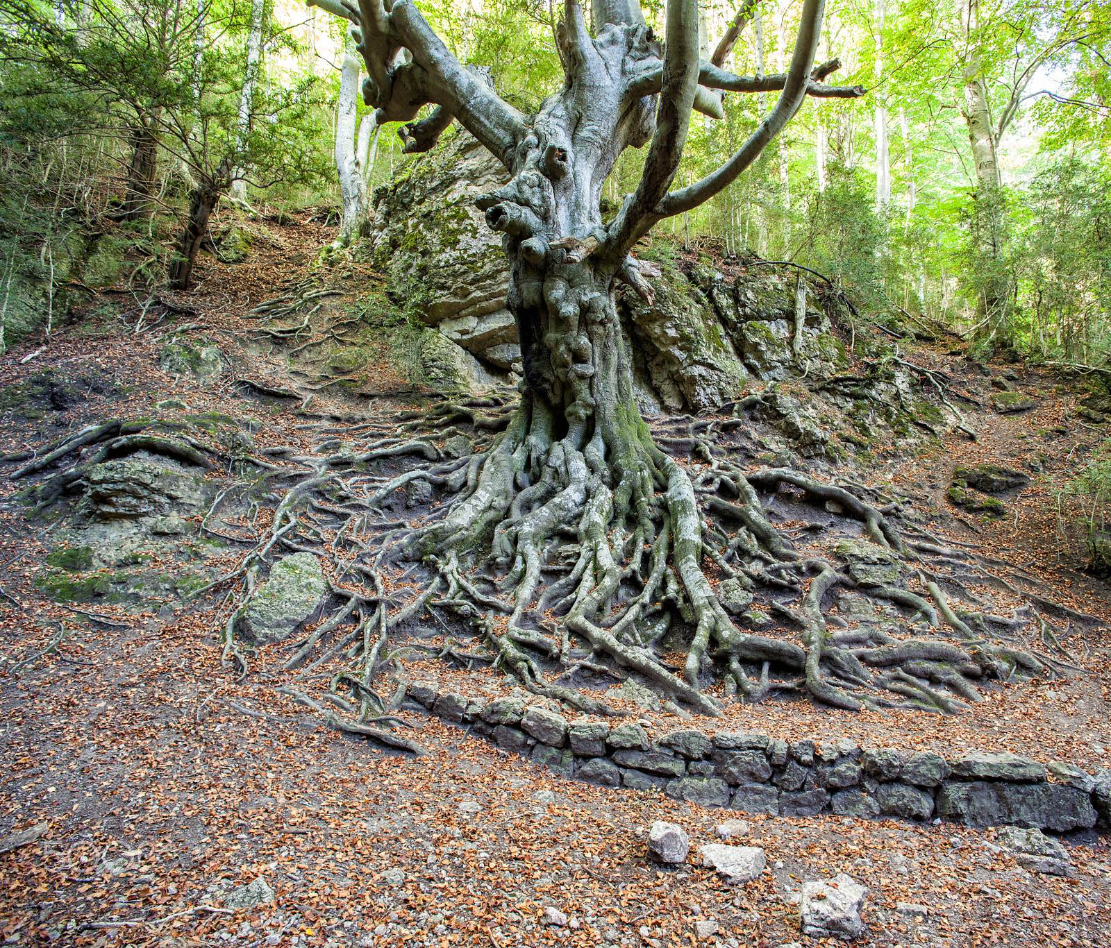 Canon TS-E 24mm f/3.5L sample photo. Faig gros photography