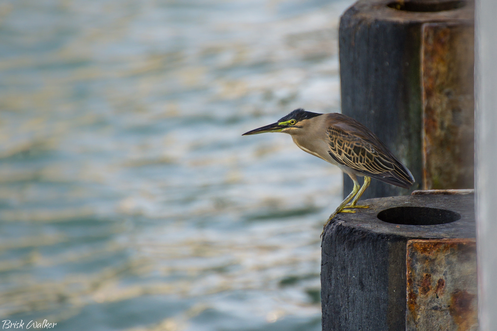 Nikon D600 sample photo. Angry bird ! photography