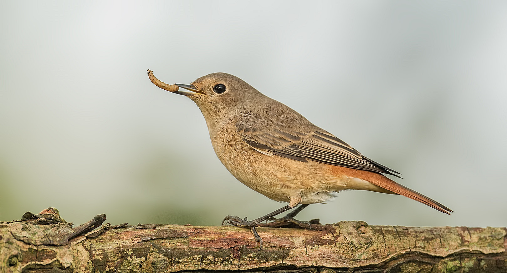 Canon EF 500mm F4L IS USM sample photo. Catch of the day photography