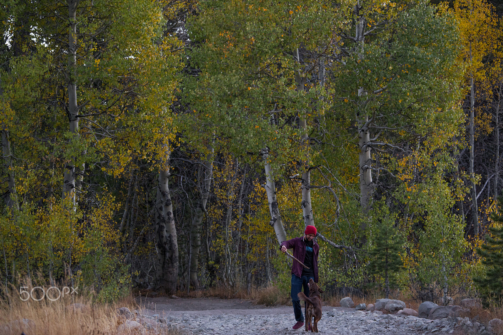 Canon EF 70-200mm F4L IS USM sample photo. A man & his dog photography