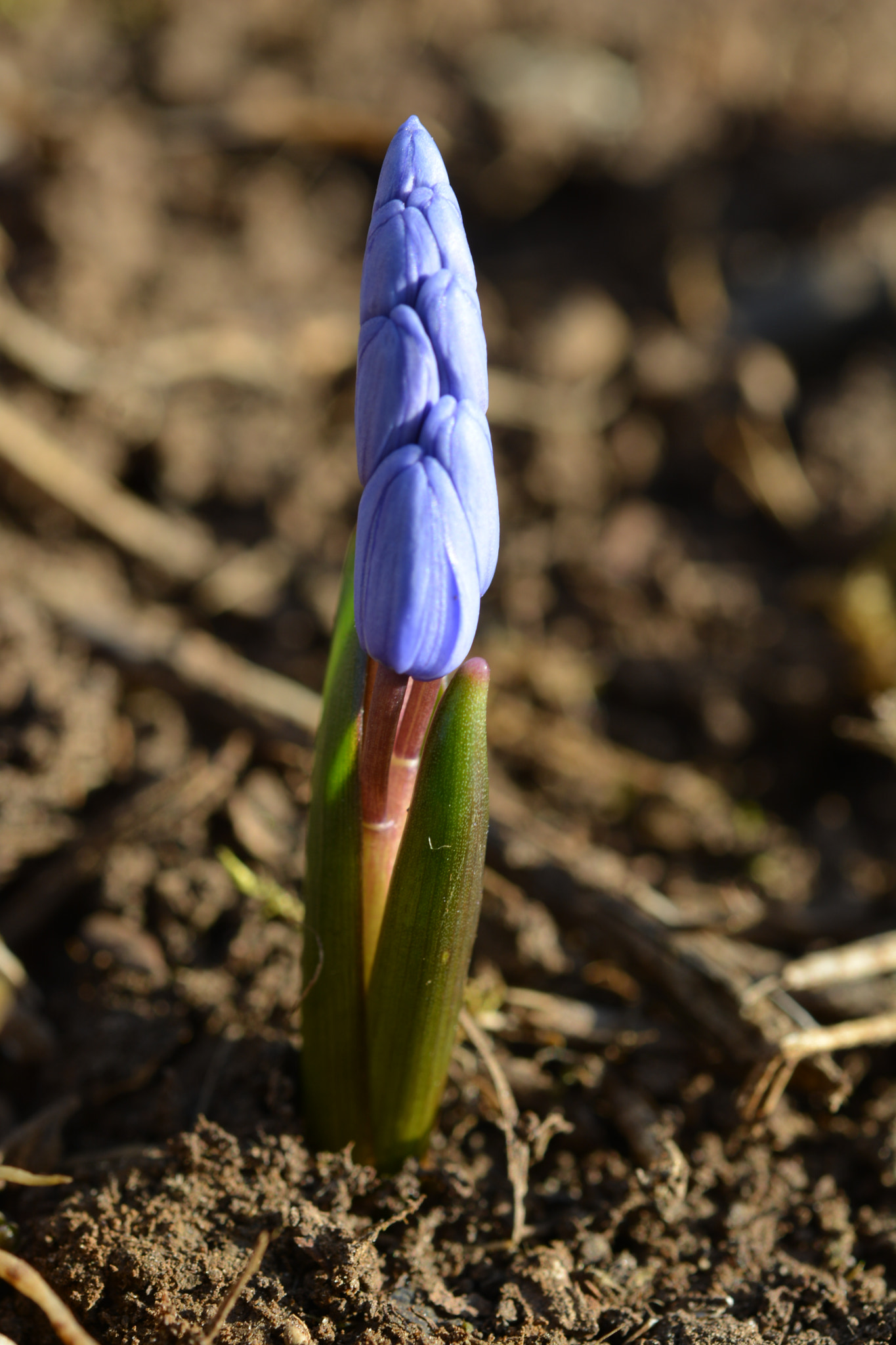 Nikon AF-S Micro-Nikkor 60mm F2.8G ED sample photo. Dsc photography