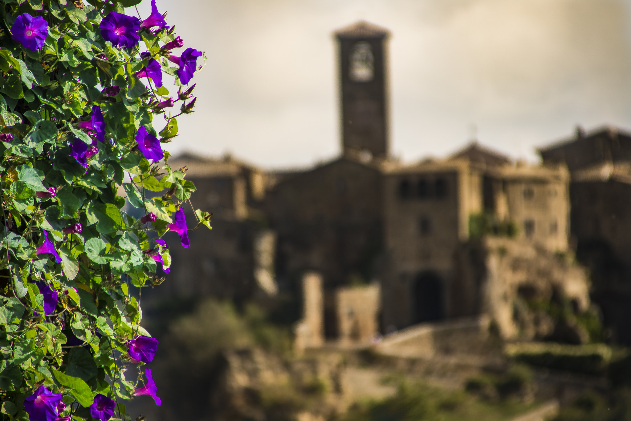 Canon EOS 760D (EOS Rebel T6s / EOS 8000D) + Canon TS-E 90mm F2.8 Tilt-Shift sample photo. Flowers and cement photography