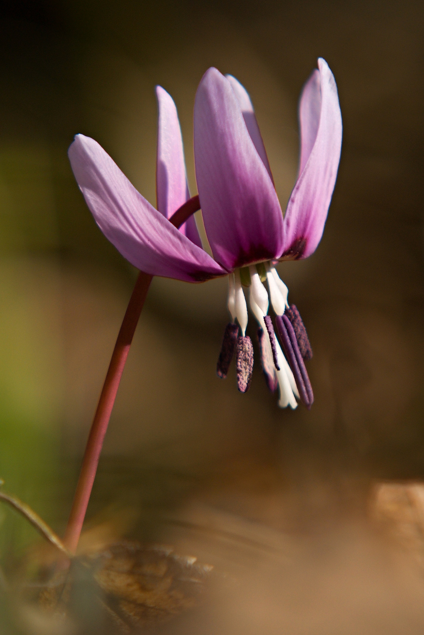 70.00 - 200.00 mm f/2.8 sample photo. Erythronium dens-canis photography