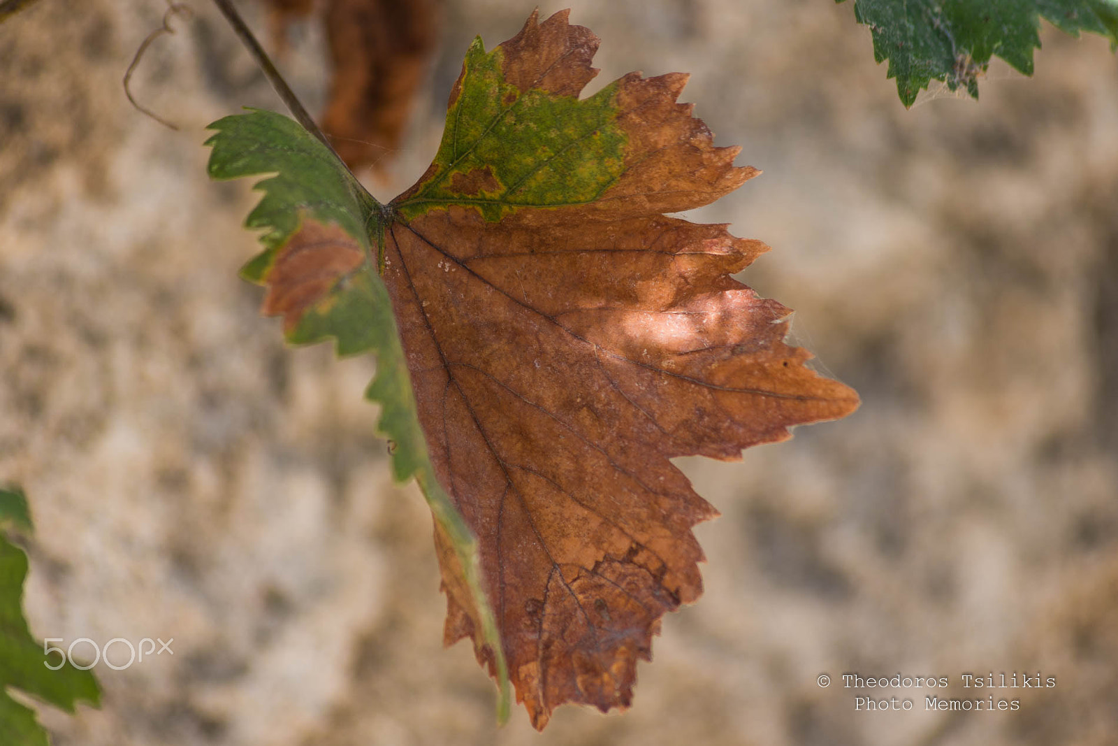 Sigma 70-300mm F4-5.6 APO DG Macro sample photo. Autumn colours photography