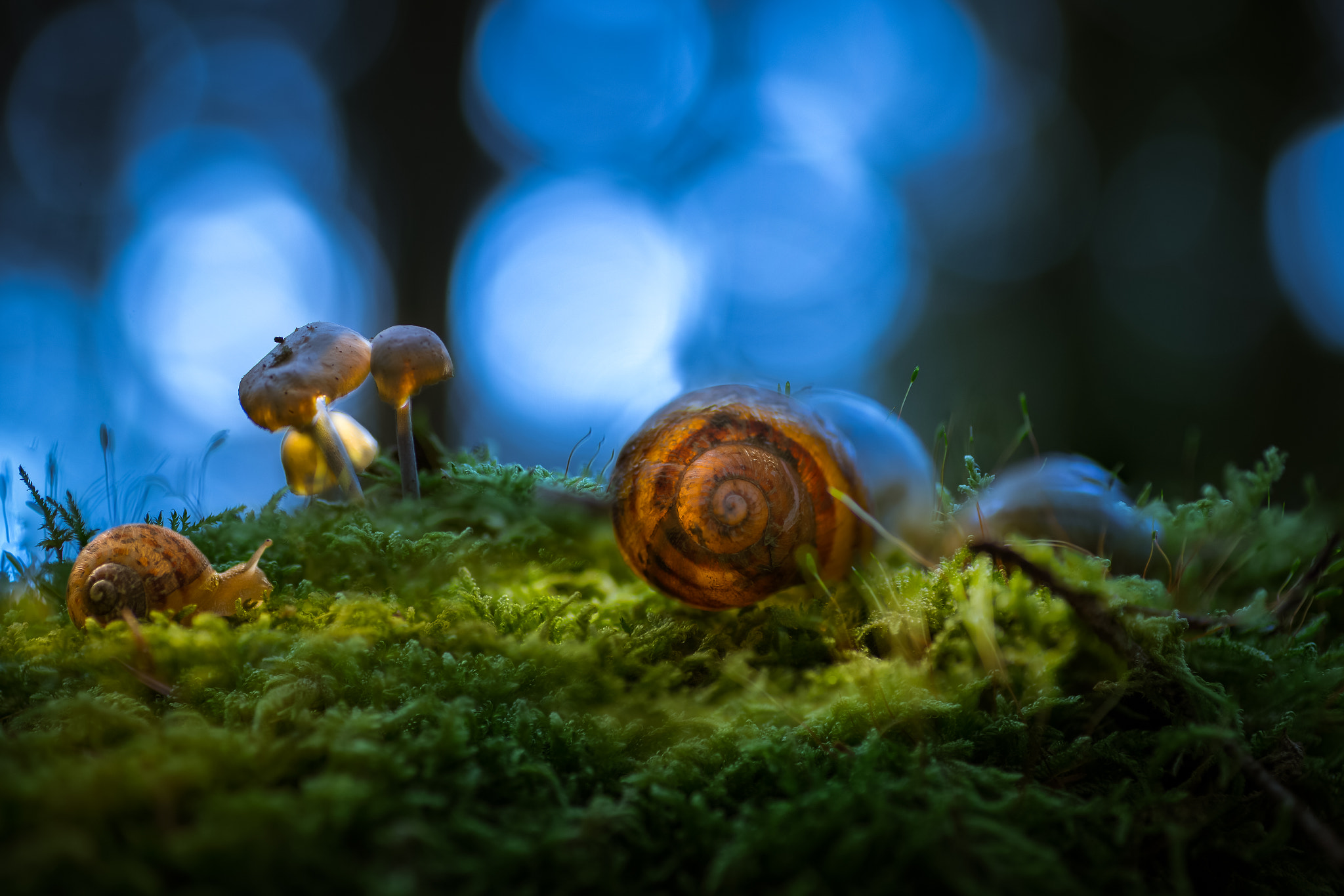 Canon EOS 6D + Tamron SP AF 90mm F2.8 Di Macro sample photo. Nuit magique photography