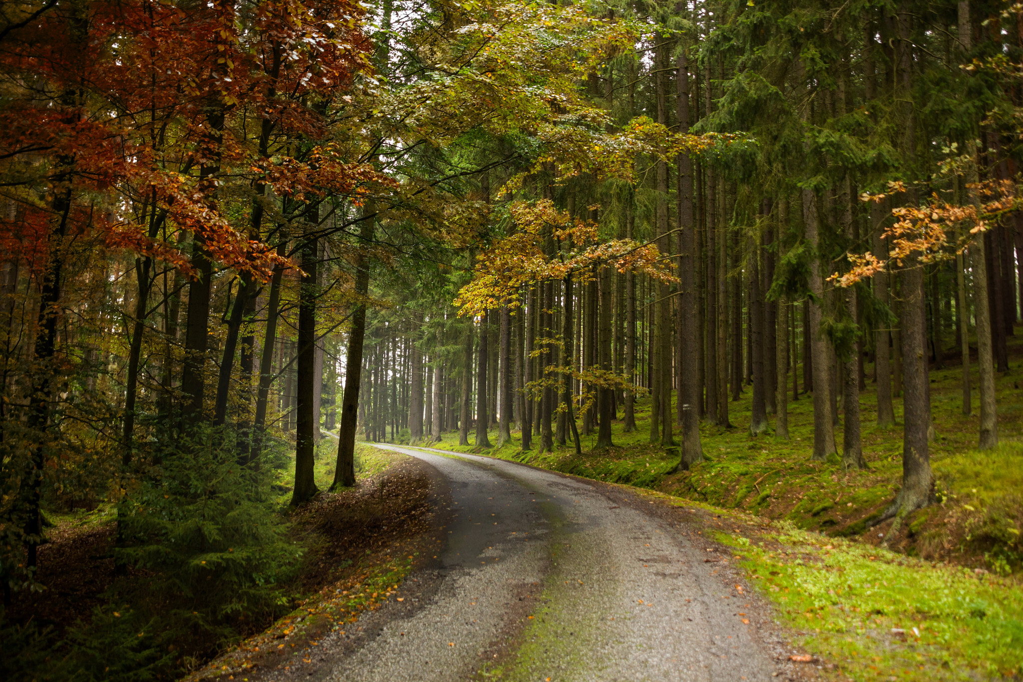 Sigma 18-200mm f/3.5-6.3 DC OS sample photo. Road in autumn forest. south bohemia. photography