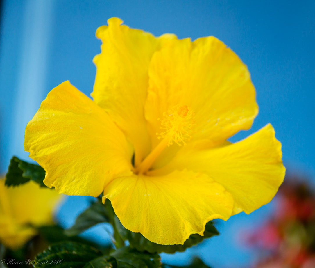 Canon EOS 100D (EOS Rebel SL1 / EOS Kiss X7) sample photo. Hibiscus tree main st l port perry ont photography