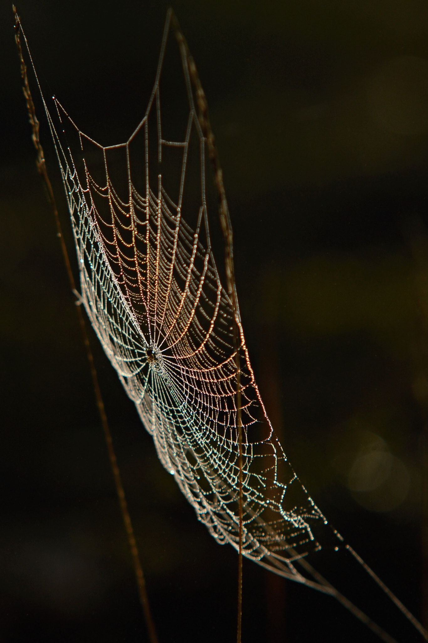 Sigma 70-200mm F2.8 EX DG Macro HSM II sample photo. Gossamer... photography