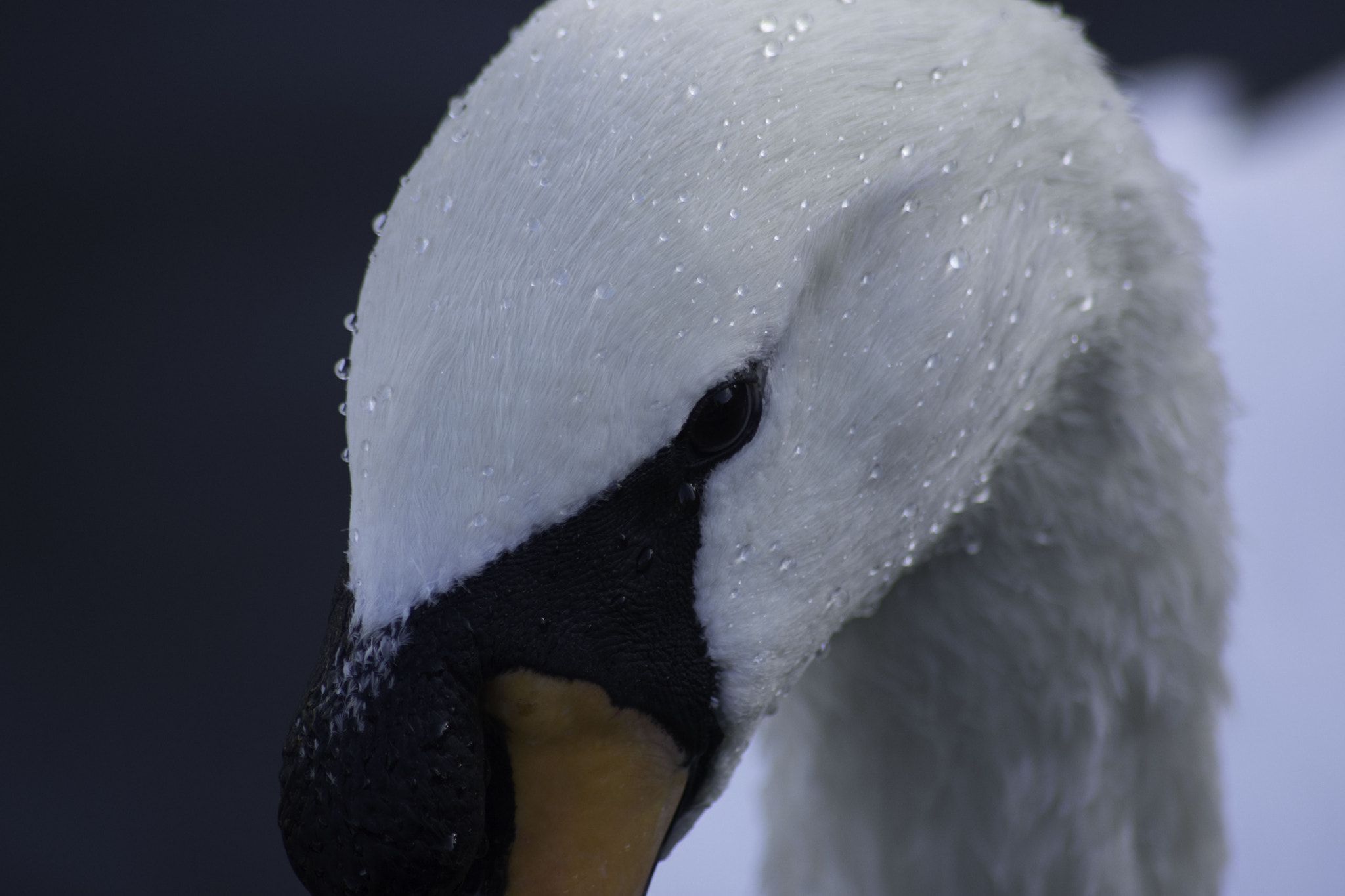Sigma 70-300mm F4-5.6 APO DG Macro sample photo. Swan up close photography