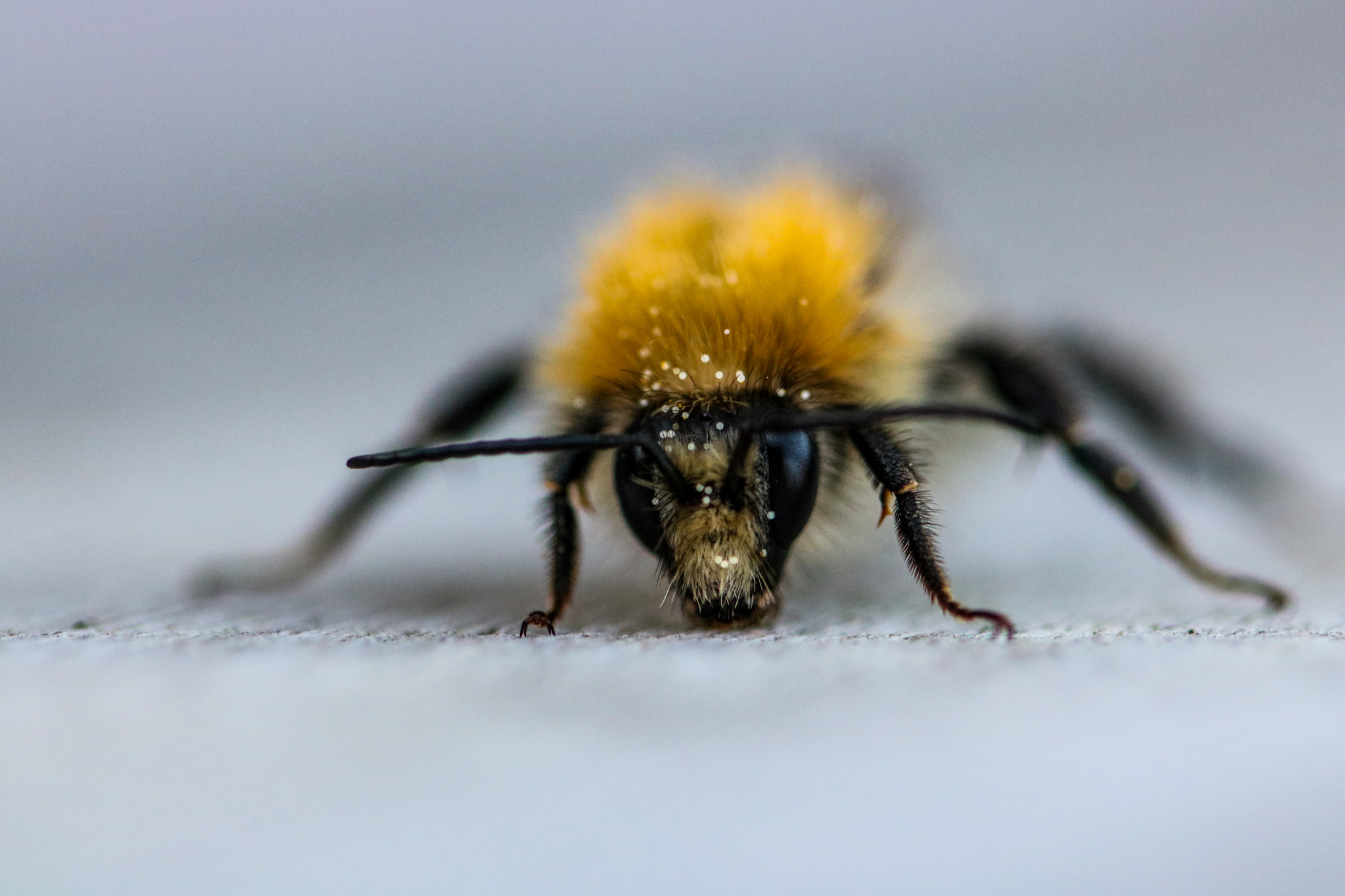 Canon EOS 750D (EOS Rebel T6i / EOS Kiss X8i) sample photo. Bee photography