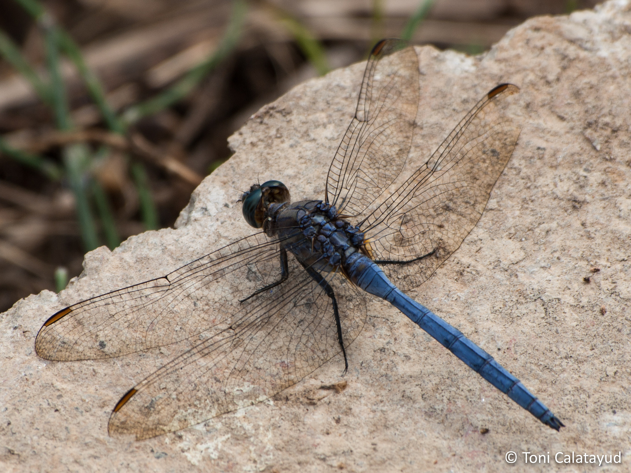 Olympus Zuiko Digital ED 70-300mm F4.0-5.6 sample photo. Dragonfly photography