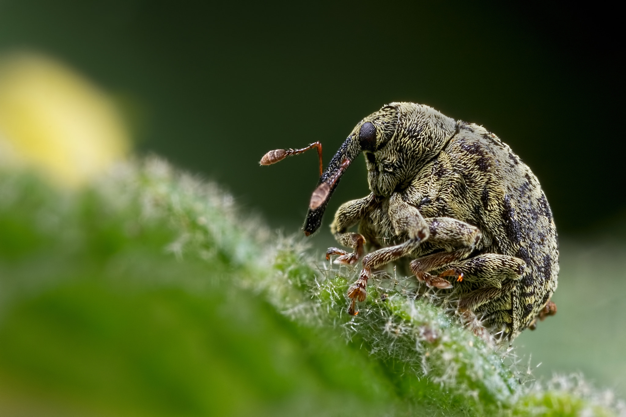 Canon EOS 760D (EOS Rebel T6s / EOS 8000D) + Canon MP-E 65mm F2.5 1-5x Macro Photo sample photo. The resting weevil photography