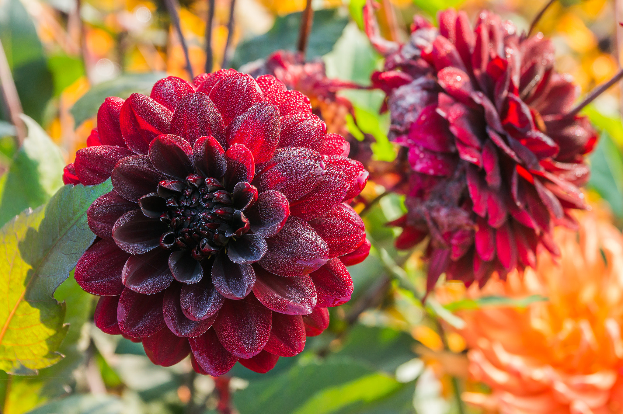 Sony Alpha NEX-6 + Sony E PZ 18-105mm F4 G OSS sample photo. Dahlia v photography