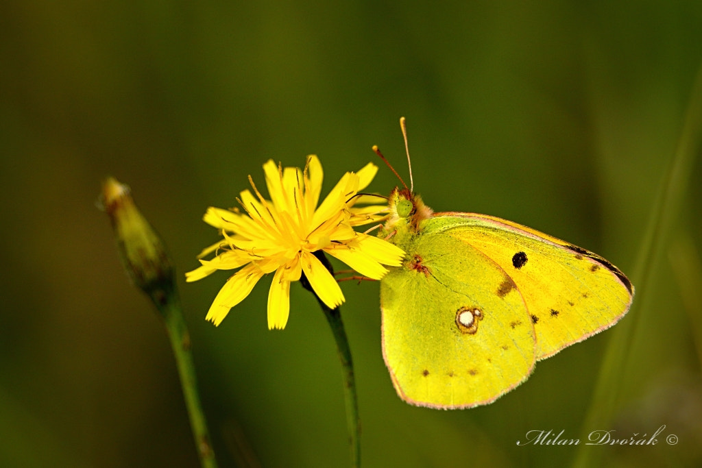 Canon EOS 7D Mark II + Canon EF 300mm F2.8L IS USM sample photo. Yellow on a yellow flower photography