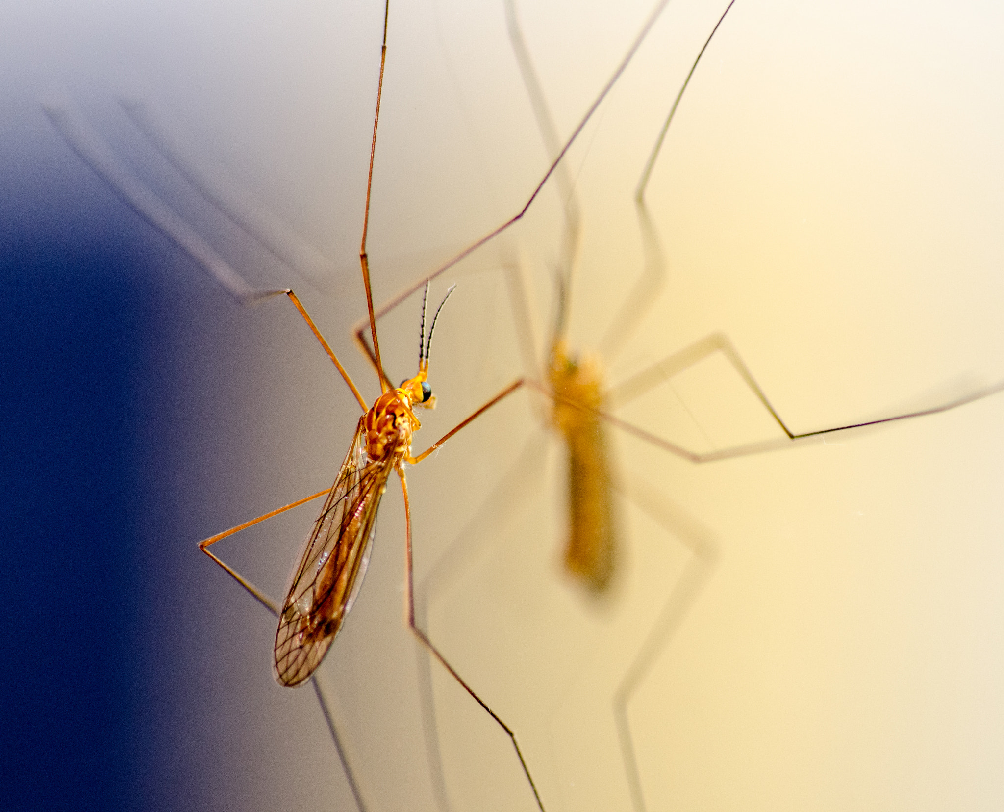 Tokina AT-X Pro 100mm F2.8 Macro sample photo. Who you photography