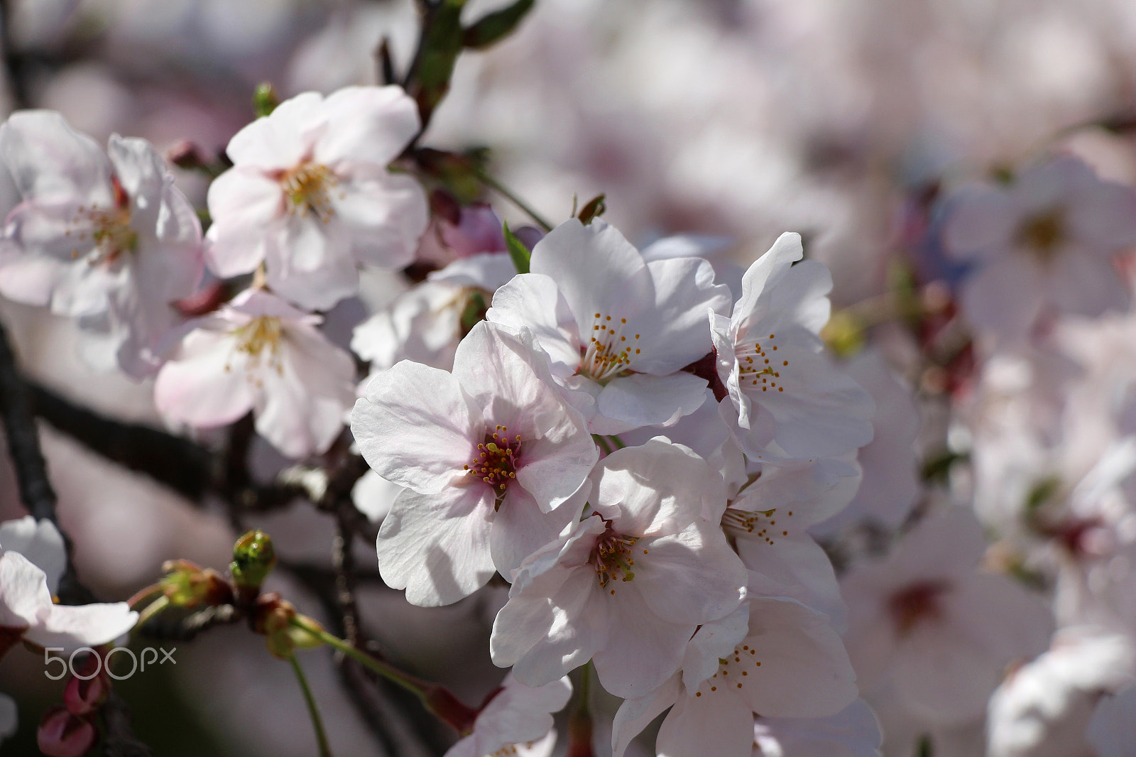 Canon EOS 650D (EOS Rebel T4i / EOS Kiss X6i) sample photo. Sakura photography