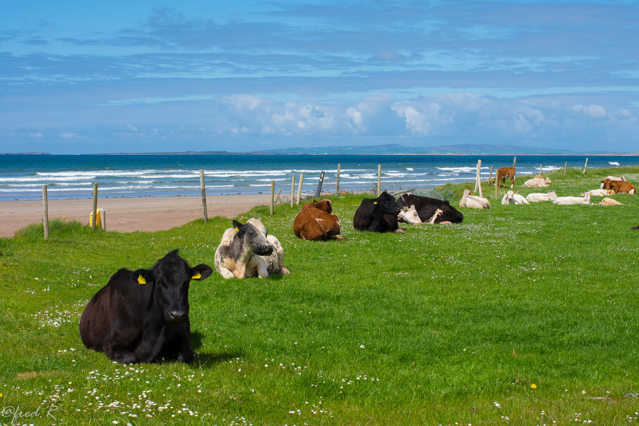 Nikon D7200 + Sigma 50mm F1.4 EX DG HSM sample photo. Cows at the beach photography