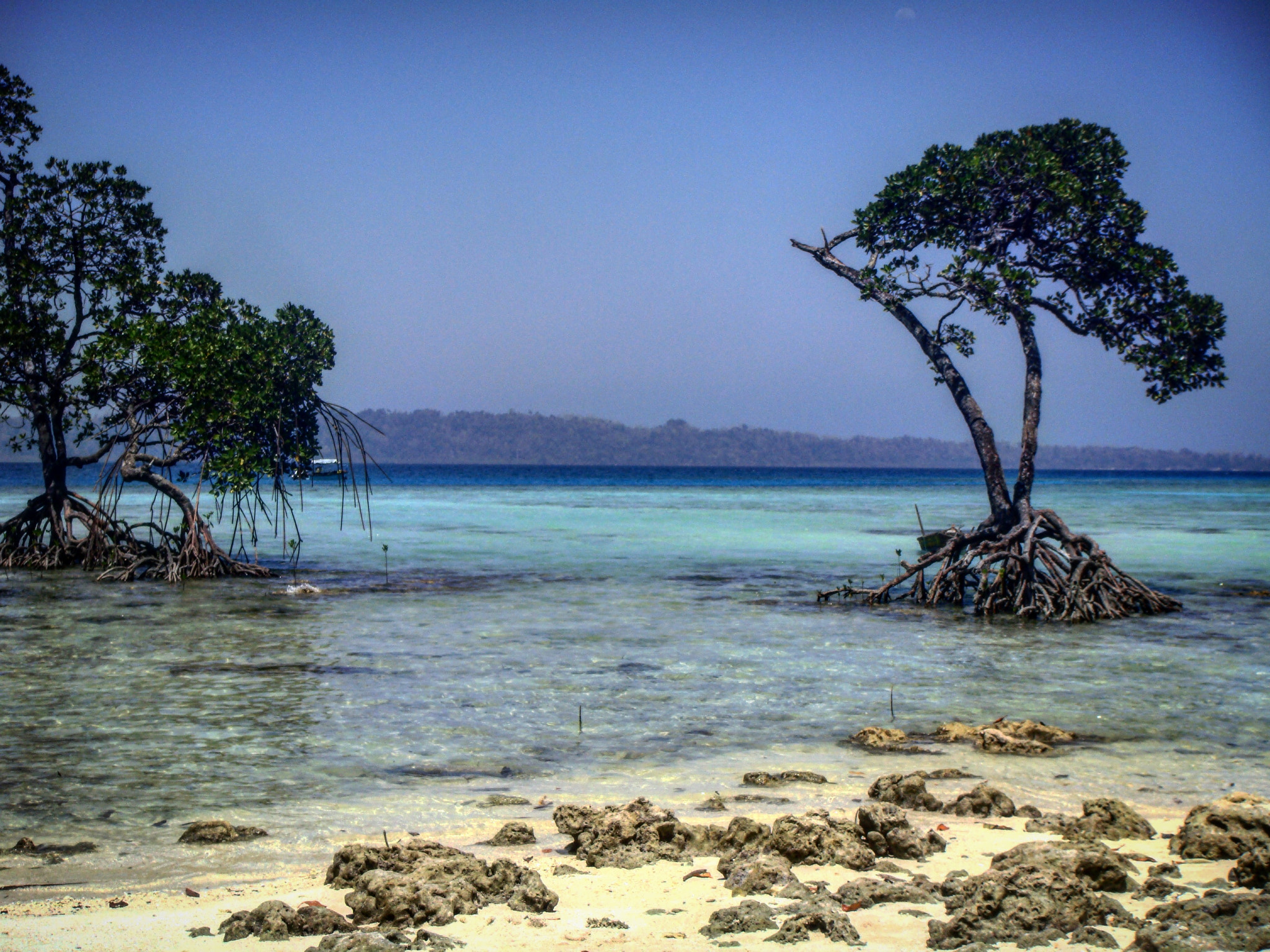 Sony DSC-T77 sample photo. Mangroves at havelock island (andaman - india) photography