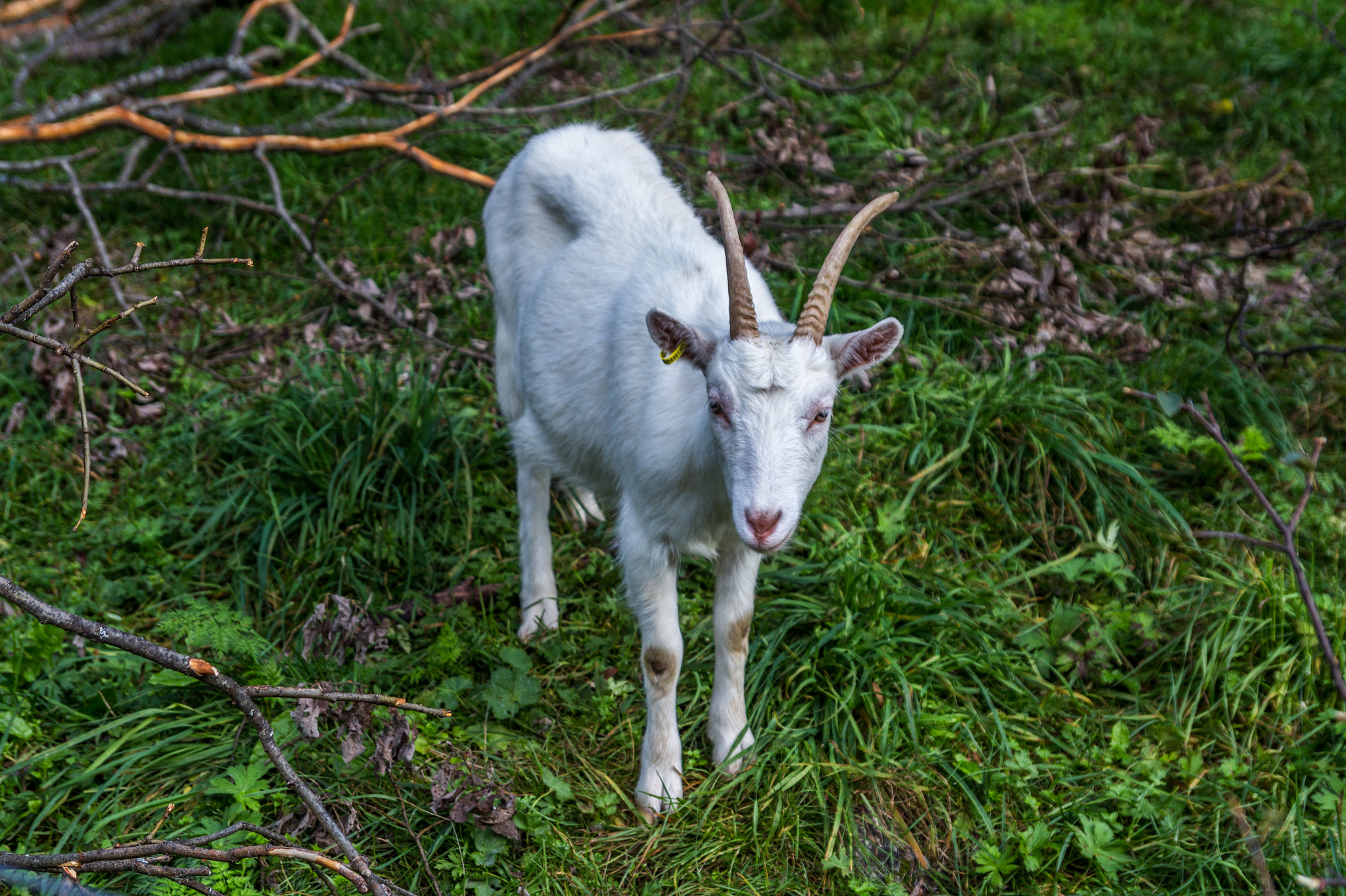 Tamron SP AF 17-50mm F2.8 XR Di II LD Aspherical (IF) sample photo. A goat photography